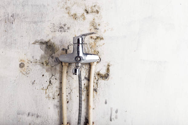 Best Mold Remediation  in Lovington, IL