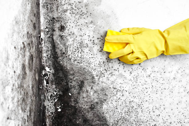 Best Attic Mold Removal  in Lovington, IL