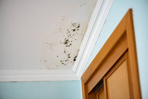 Best Mold Removal Process  in Lovington, IL