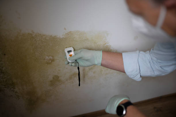 Best Attic Mold Removal  in Lovington, IL