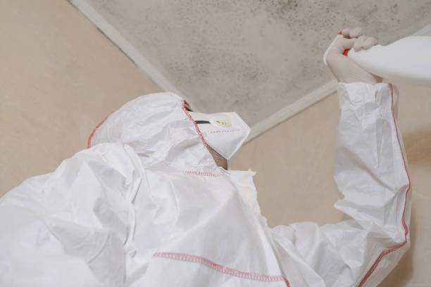 Best Mold Removal Company Near Me  in Lovington, IL