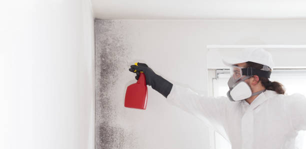 Best Commercial Mold Removal  in Lovington, IL
