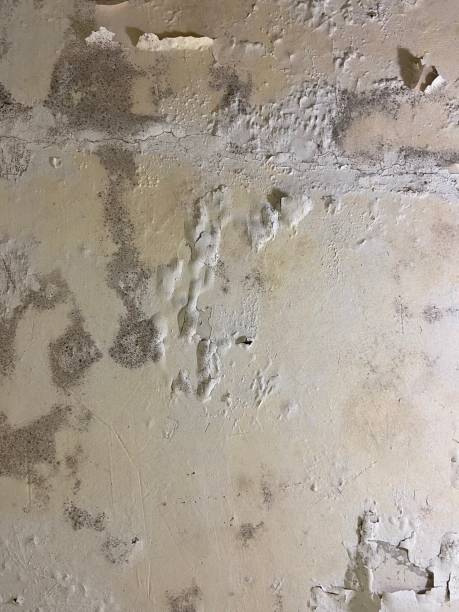 Best Office Mold Removal Services  in Lovington, IL