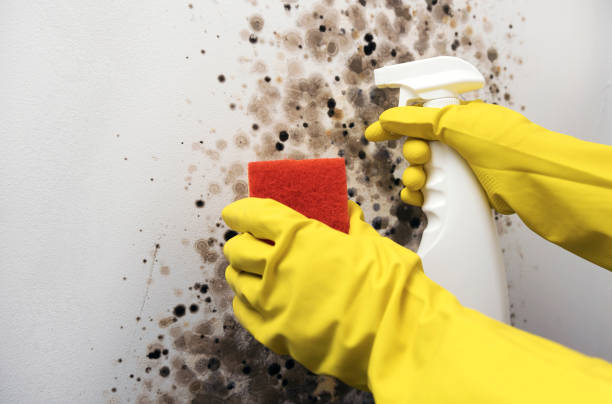 Best Mold Testing  in Lovington, IL