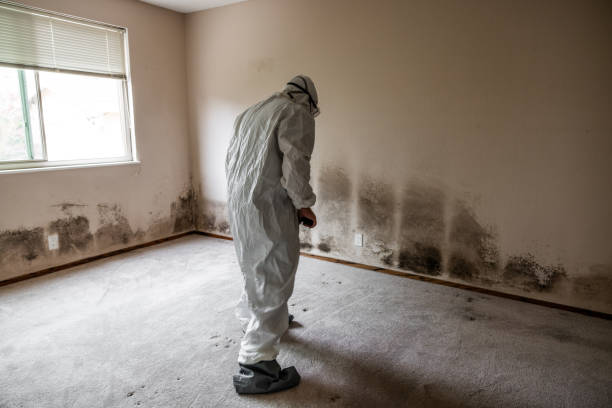 Best Professional Mold Removal  in Lovington, IL