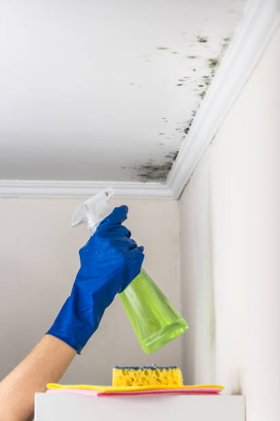 Best Affordable Mold Removal  in Lovington, IL
