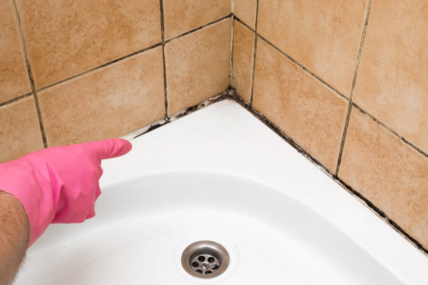 Best Mold Removal Near Me  in Lovington, IL