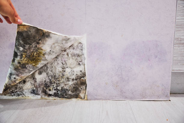 Best Mold Remediation Experts  in Lovington, IL